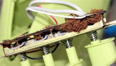 how to ant prrof garden electrical box|ants chewing through wire.